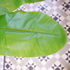 180cm Artificial Banana Tree