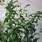 120cm Artificial Olive Tree